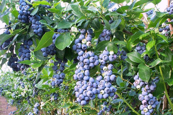 Fruiting blueberry Northland