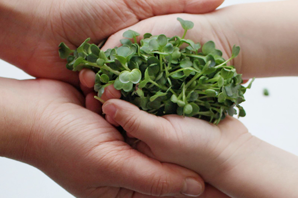 Microgreens broccoli in the hands of a child