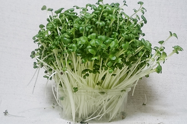 Microgreens broccoli in a plastic container