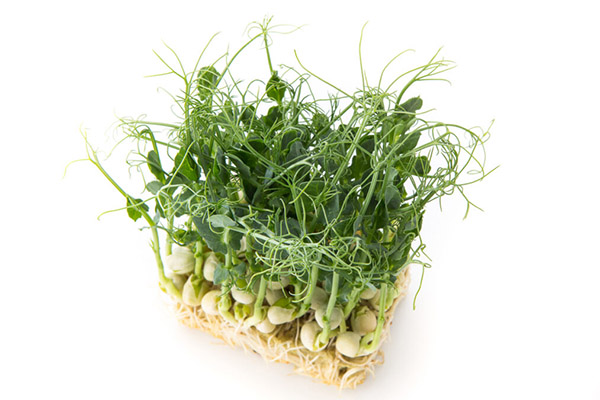 Microgreens of peas grown without land