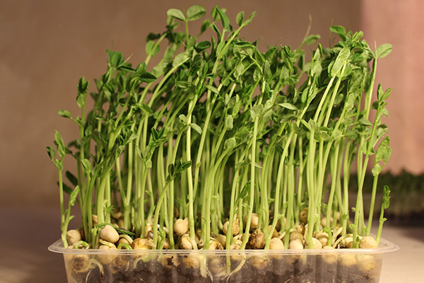 Микрозелени грахови зърна в пластмасова тава