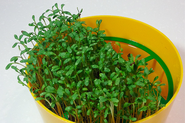 Growing watercress for microgreens