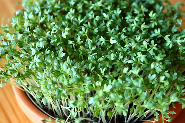 Watercress microgreens in a bowl