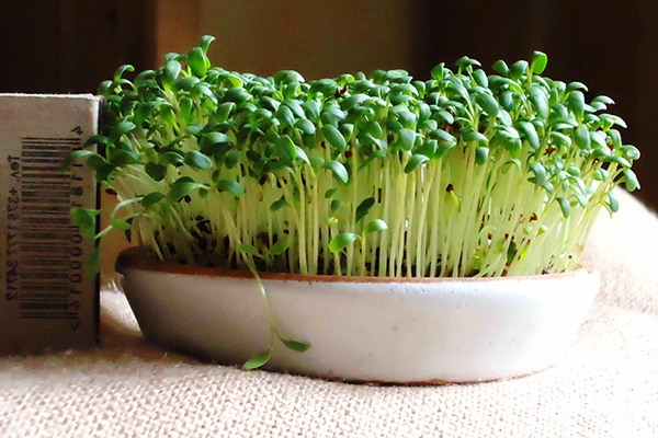 Watercress in a ceramic tray with soil