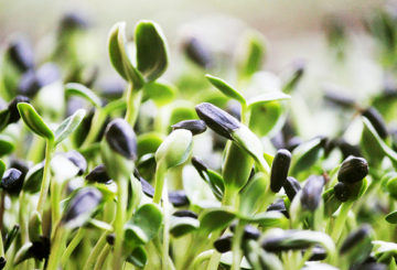 Cultivation of sunflower microgreens