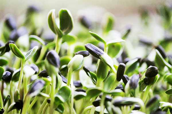 Cultivation of sunflower microgreens