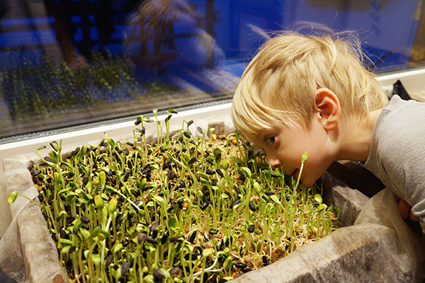 Детето наблюдава растежа на слънчогледовите микрозелени