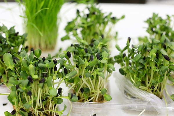 Growing sunflower microgreens without land