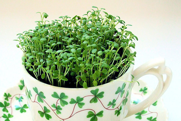 Growing microgreens in a bowl of soil