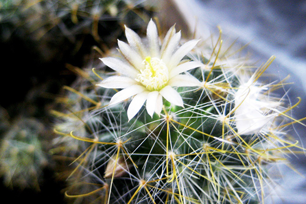 Kvitnúce kaktusy