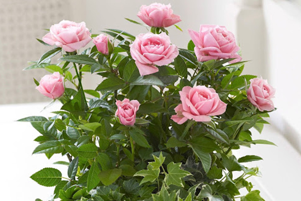 Blooming indoor rose