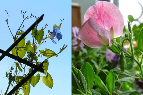 Ipomoea and sweet pea bloom