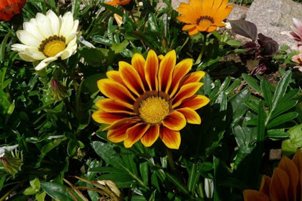 Gazania flower
