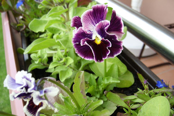 Viola bloom on the balcony