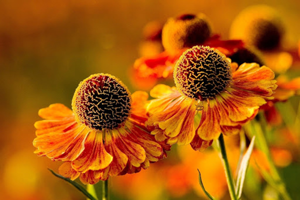 Žlté kvety