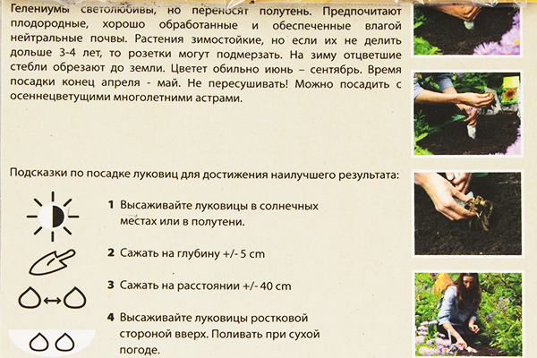 Instructions for growing gelenium from seeds