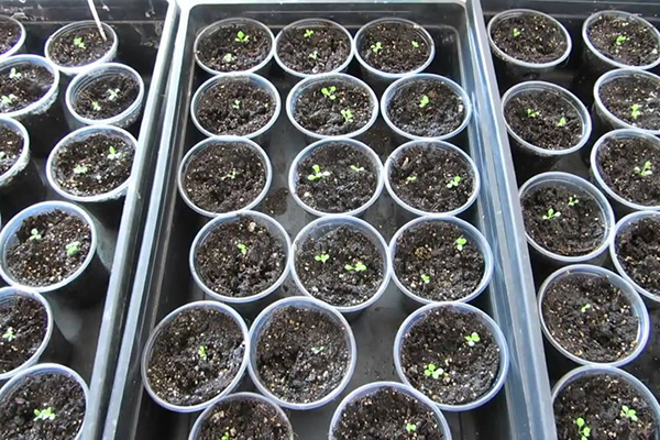 Growing heliotrope seedlings