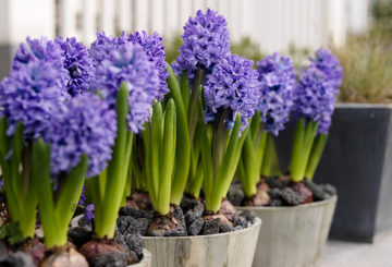Blommande hyacinter i krukor