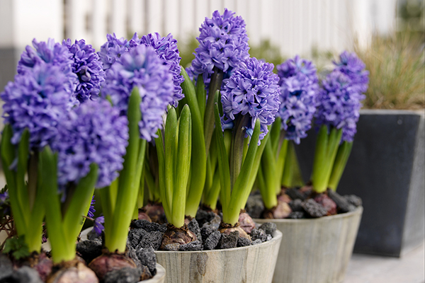 Blooming hyacinths in pots