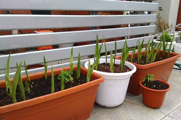 Growing gladioli in pots