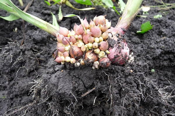 Gladiolus bulb with babies, dug up in autumn