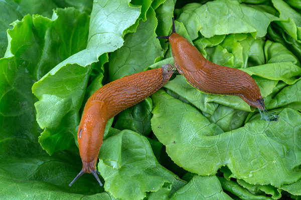 Babosas en la ensalada