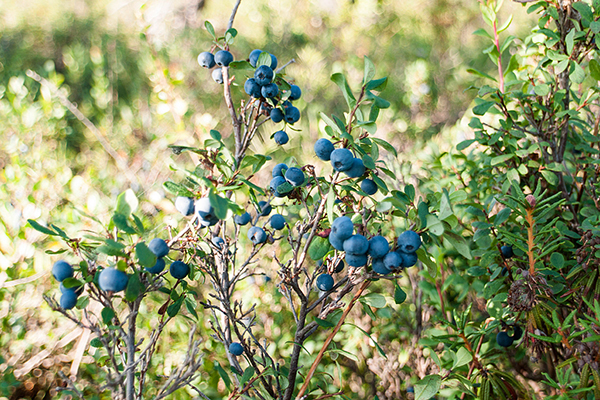 Ripening of forest blueberries