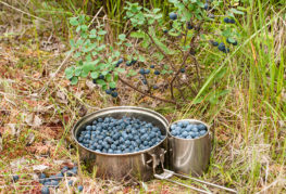 Forest blueberry picking