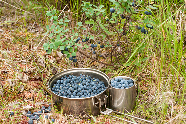 Forest blueberry picking
