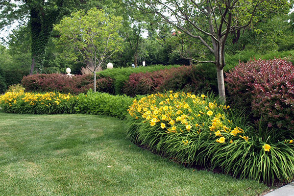 Yellow daylily in landscape design
