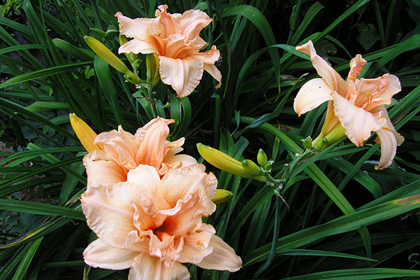 Daylily grade Double Dream