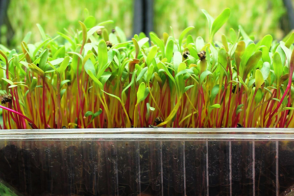 Microgreens of beets in a tray with soil