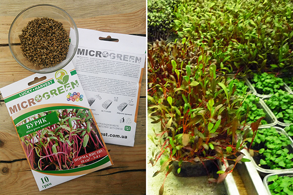 Growing microgreen beet