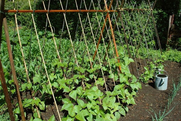 Bean Trellis