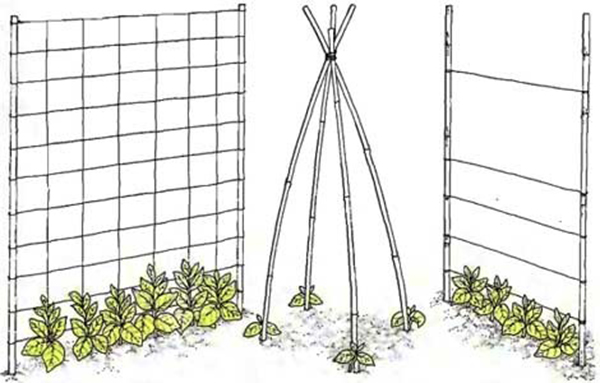 Tipos de soportes para ligas de frijoles.