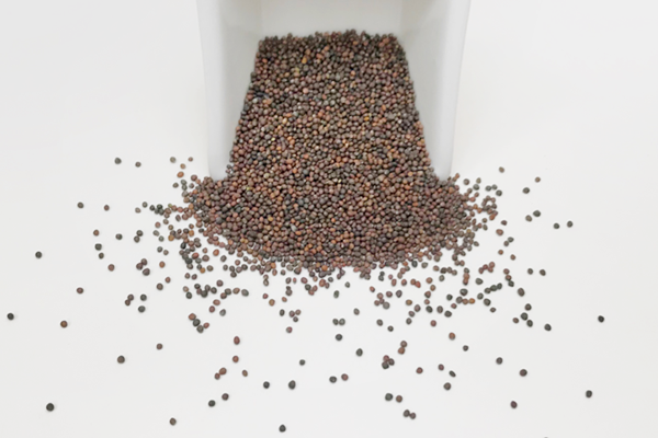 Semințe pentru plantare pe microgreen