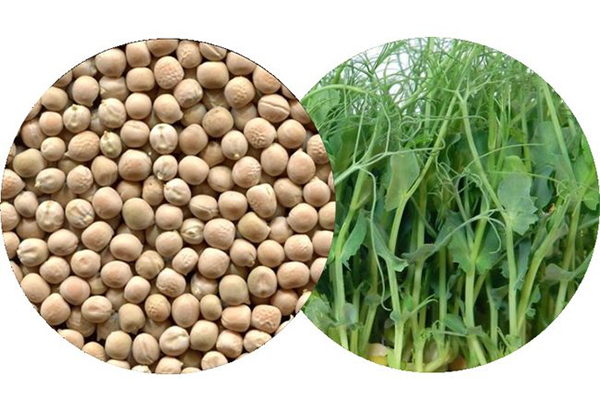 Seeds for growing microgreen peas