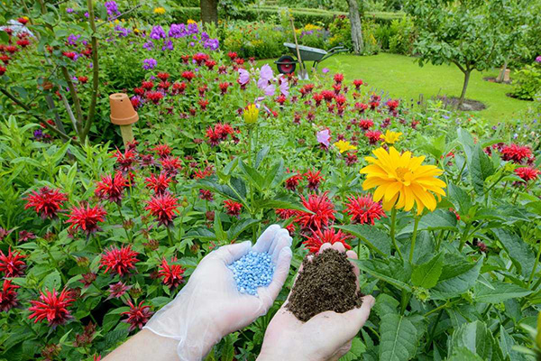 Top dressing av trädgård blommor i marken