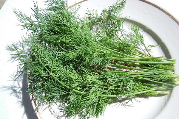 A bunch of dill varieties Alligator