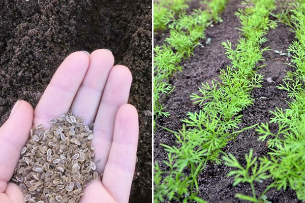Planting dill in open ground