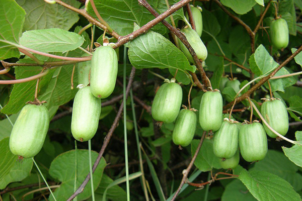 Trái cây actinidia kolomikta