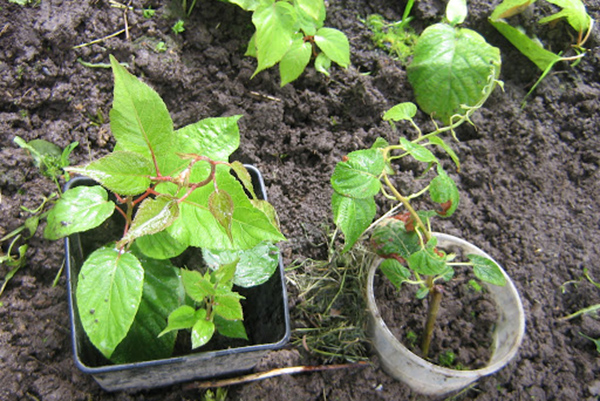 Actinidia seedlings