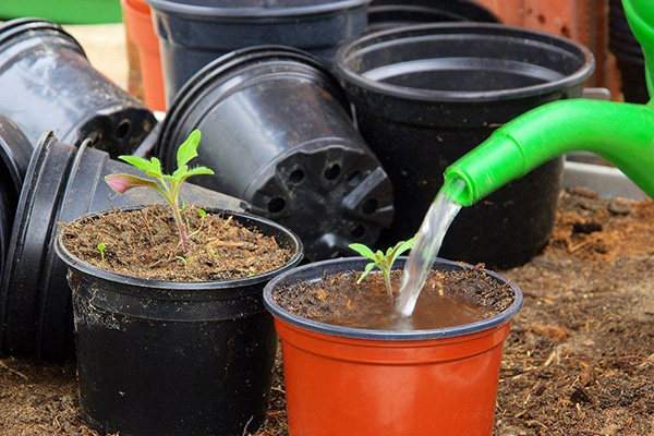 Zalievanie sadeníc paradajok roztokom dusičnanu amónneho