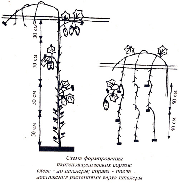 Formation of parthenocarpic cucumbers