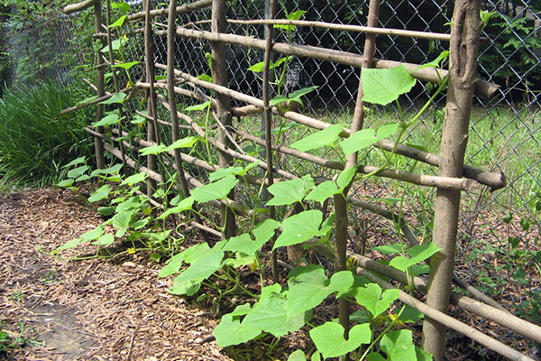 Cucumbers on a wooden trellis