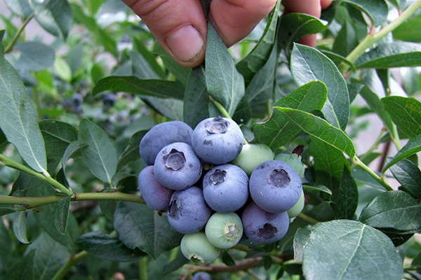 Blueberry Duke