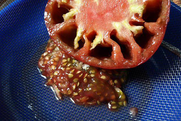Extrahera frön från en tomat