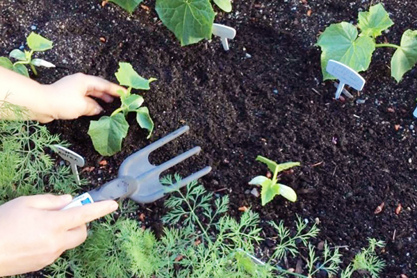 Loosening the soil in a cucumber patch