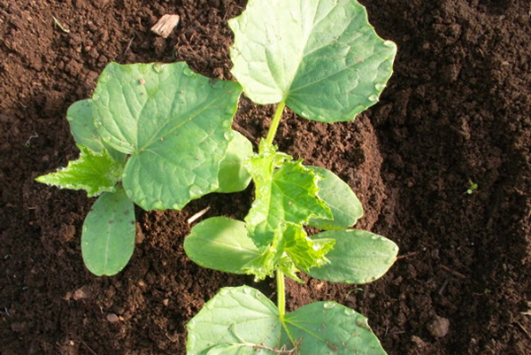 Cucumber after hilling