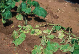 Cucumber root rot symptoms